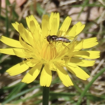 Syrphini (tribe) (Unidentified syrphine hover fly) at Barton, ACT - 6 Nov 2023 by RobParnell