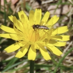 Syrphini sp. (tribe) (Unidentified syrphine hover fly) at Barton, ACT - 6 Nov 2023 by RobParnell