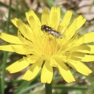 Syrphini sp. (tribe) at Telopea Park (TEL) - 6 Nov 2023