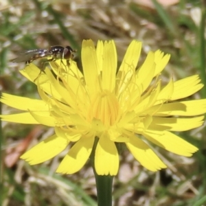 Syrphini sp. (tribe) at Telopea Park (TEL) - 6 Nov 2023