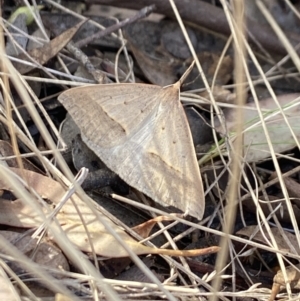 Epidesmia hypenaria at Aranda, ACT - 6 Nov 2023 04:19 PM