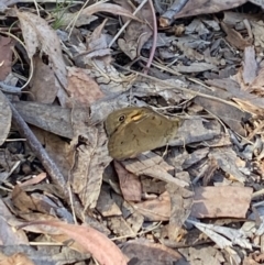 Heteronympha merope (Common Brown Butterfly) at Aranda, ACT - 6 Nov 2023 by Jubeyjubes