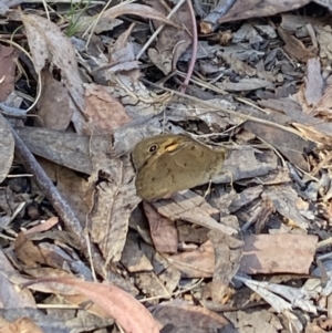 Heteronympha merope at Aranda, ACT - 6 Nov 2023