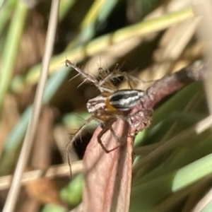 Oxyopes sp. (genus) at Aranda, ACT - 6 Nov 2023 04:14 PM