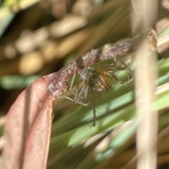 Oxyopes sp. (genus) at Aranda, ACT - 6 Nov 2023 04:14 PM