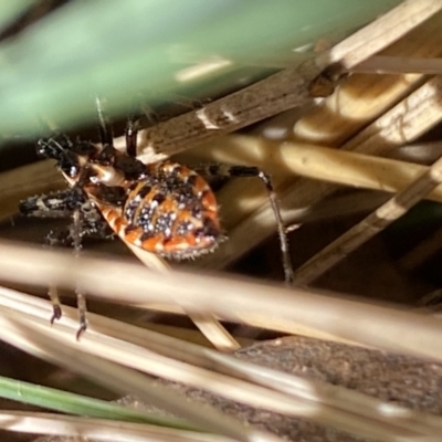 Pristhesancus plagipennis (Common Assassin Bug, Bee Killer Assassin Bug) at Aranda, ACT - 6 Nov 2023 by Jubeyjubes