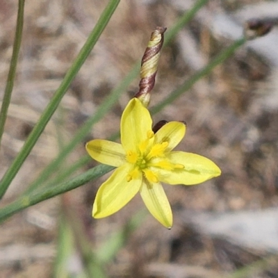 Tricoryne elatior (Yellow Rush Lily) at Belconnen, ACT - 28 Oct 2023 by sangio7