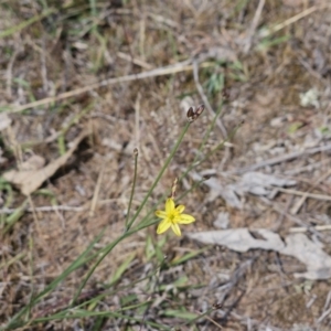 Tricoryne elatior at Belconnen, ACT - 28 Oct 2023