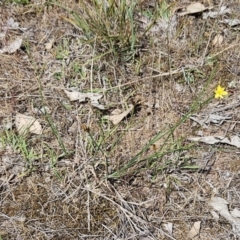 Tricoryne elatior at Belconnen, ACT - 28 Oct 2023