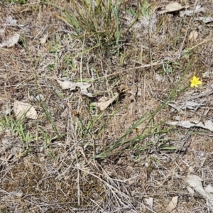 Tricoryne elatior at Belconnen, ACT - 28 Oct 2023