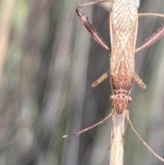 Melanacanthus scutellaris (Small brown bean bug) at Aranda, ACT - 6 Nov 2023 by Jubeyjubes