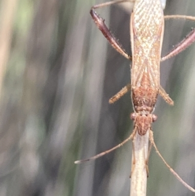 Melanacanthus scutellaris (Small brown bean bug) at Aranda, ACT - 6 Nov 2023 by Jubeyjubes