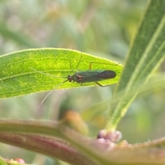 Austromiris viridissimus (Austromiris viridissimus) at Aranda, ACT - 6 Nov 2023 by Jubeyjubes