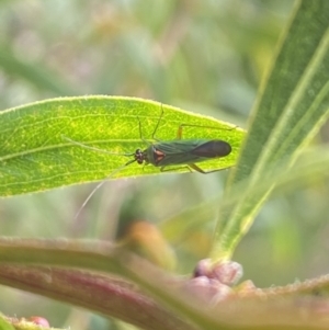 Austromiris viridissimus at Aranda, ACT - 6 Nov 2023