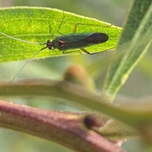 Austromiris viridissimus at Aranda, ACT - 6 Nov 2023