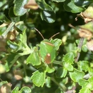 Ocirrhoe unimaculata at Aranda, ACT - 6 Nov 2023