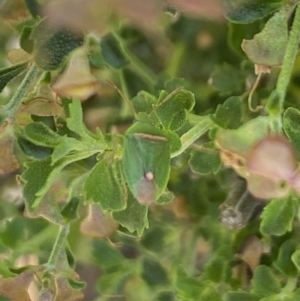 Ocirrhoe unimaculata at Aranda, ACT - 6 Nov 2023