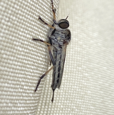 Unidentified Robber fly (Asilidae) at Aranda, ACT - 6 Nov 2023 by Jubeyjubes