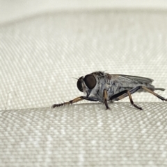 Cerdistus sp. (genus) at Aranda, ACT - 6 Nov 2023