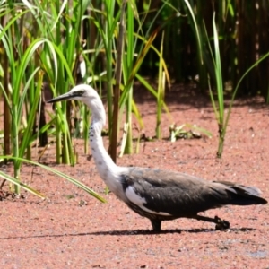 Ardea pacifica at Evatt, ACT - 6 Nov 2023 02:42 PM