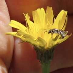 Lasioglossum (Homalictus) sp. (genus & subgenus) (Furrow Bee) at Barton, ACT - 6 Nov 2023 by RobParnell