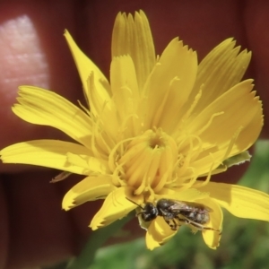 Lasioglossum (Homalictus) sp. (genus & subgenus) at Telopea Park (TEL) - 6 Nov 2023