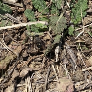 Crabronidae (family) at Molonglo Valley, ACT - 6 Nov 2023 01:31 PM