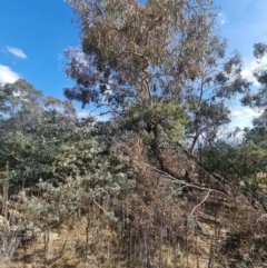 Callocephalon fimbriatum (Gang-gang Cockatoo) at Mount Taylor - 6 Nov 2023 by Rosruth