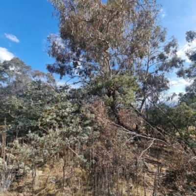 Callocephalon fimbriatum (Gang-gang Cockatoo) at Kambah, ACT - 6 Nov 2023 by Rosruth