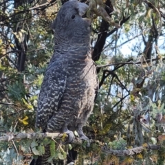 Callocephalon fimbriatum at Kambah, ACT - suppressed