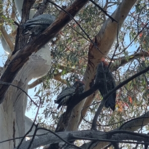 Callocephalon fimbriatum at Kambah, ACT - suppressed