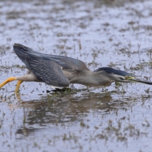 Butorides striata at Wellington Point, QLD - 5 Nov 2023