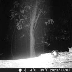 Cercartetus nanus (Eastern Pygmy Possum) at Tinderry, NSW - 1 Nov 2023 by danswell