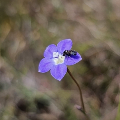 Lasioglossum (Chilalictus) sp. (genus & subgenus) at QPRC LGA - 6 Nov 2023 by Csteele4