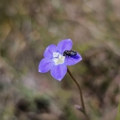 Lasioglossum (Chilalictus) sp. (genus & subgenus) at Stony Creek Nature Reserve - 6 Nov 2023 by Csteele4