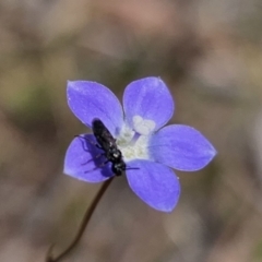 Lasioglossum (Chilalictus) sp. (genus & subgenus) at Carwoola, NSW - 6 Nov 2023 by Csteele4