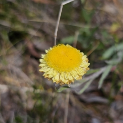 Coronidium scorpioides (Button Everlasting) at Stony Creek Nature Reserve - 6 Nov 2023 by Csteele4