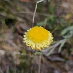 Coronidium scorpioides (Button Everlasting) at Carwoola, NSW - 6 Nov 2023 by Csteele4