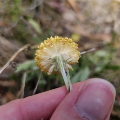 Coronidium scorpioides at Carwoola, NSW - 6 Nov 2023