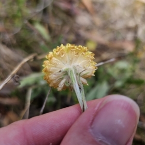 Coronidium scorpioides at Carwoola, NSW - 6 Nov 2023