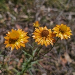 Xerochrysum viscosum (Sticky Everlasting) at Carwoola, NSW - 6 Nov 2023 by Csteele4