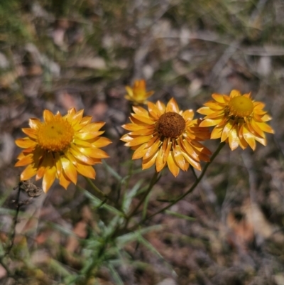 Xerochrysum viscosum (Sticky Everlasting) at Carwoola, NSW - 6 Nov 2023 by Csteele4