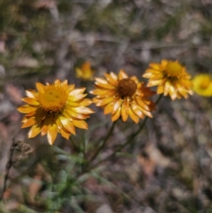 Xerochrysum viscosum at Carwoola, NSW - 6 Nov 2023 02:22 PM