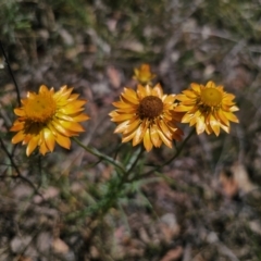 Xerochrysum viscosum at Carwoola, NSW - 6 Nov 2023 02:22 PM