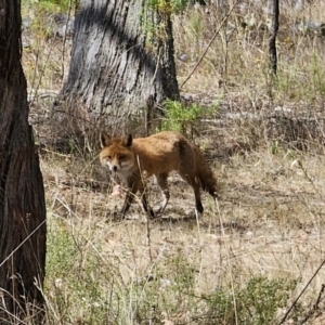 Vulpes vulpes at Carwoola, NSW - 6 Nov 2023