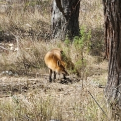 Vulpes vulpes at Carwoola, NSW - 6 Nov 2023