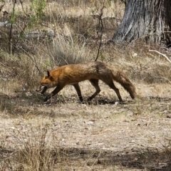 Vulpes vulpes at Carwoola, NSW - 6 Nov 2023