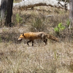 Vulpes vulpes at Carwoola, NSW - 6 Nov 2023