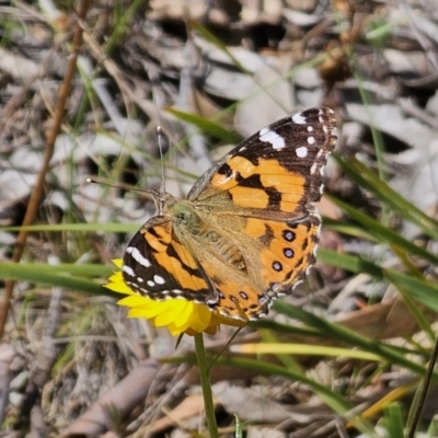 Vanessa kershawi (Australian Painted Lady) at Carwoola, NSW - 6 Nov 2023 by Csteele4