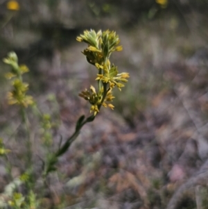 Pimelea curviflora var. sericea at Carwoola, NSW - 6 Nov 2023 02:35 PM